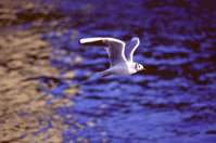 Bild fliegende Mve