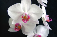 Bild einer Orchidee